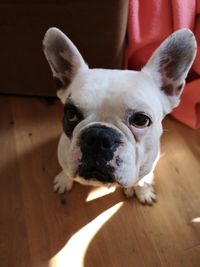 Portrait of dog at home