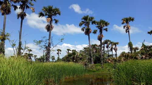 Palm trees on field against sky