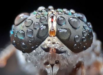 Close-up of water drops