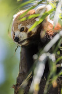 Low angle view of red panda on tree 