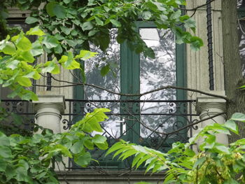 Close-up of ivy growing in greenhouse