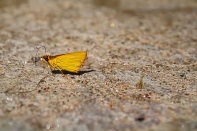 Butterfly on leaf