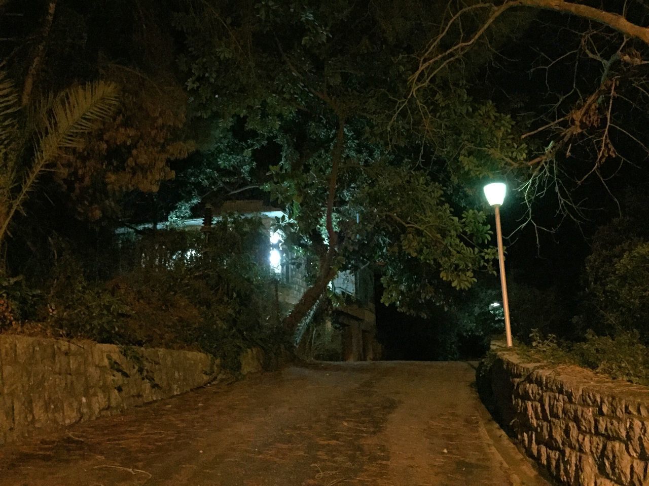 the way forward, night, illuminated, tree, street light, lighting equipment, diminishing perspective, road, empty road, vanishing point, tranquility, footpath, street, empty, nature, transportation, growth, pathway, outdoors, walkway