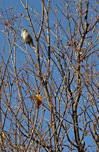 Low angle view of birds perching on bare tree