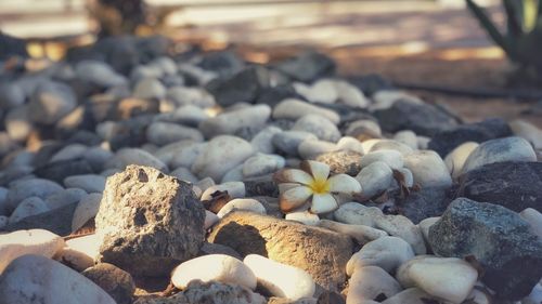 Close-up of pebbles on sand at beach