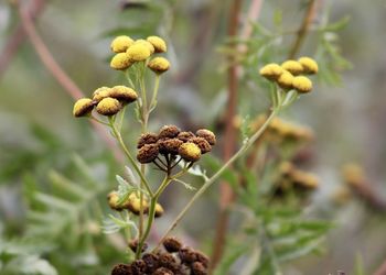 Close-up of flowers against blurred background