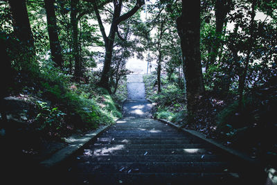 Empty road along trees in forest