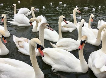 Mute swans on a lake