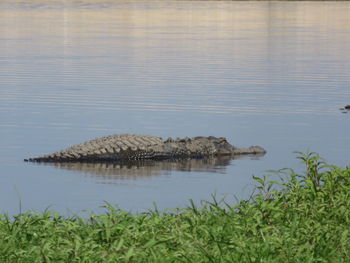 View of swimming in river