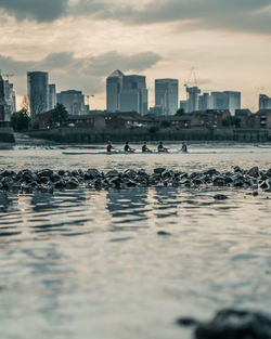 Birds flying over sea in city