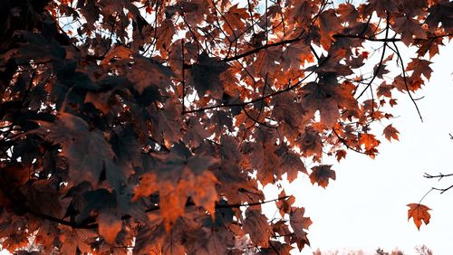 Low angle view of maple tree