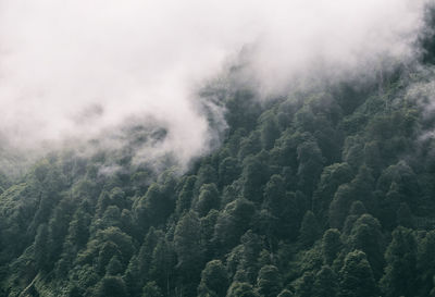 Scenic view of forest against sky