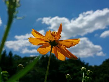 Close-up of yellow flower