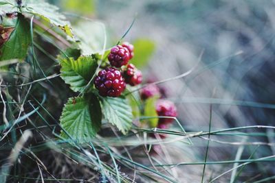 Close-up of berries growing on plant