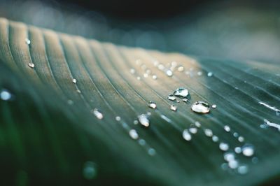 Close-up of raindrops on leaves