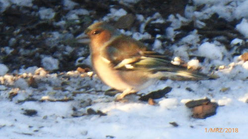 Close-up of bird perching on snow