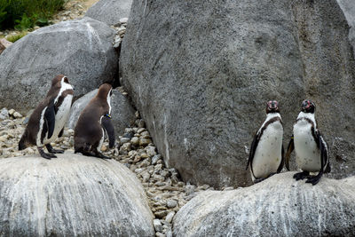 View of birds on rock