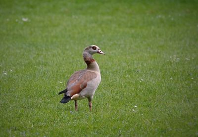 Bird on a field