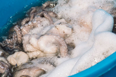 Fisherman slamming and softening raw fresh octopus in a plastic tank on the pier of the port of bari