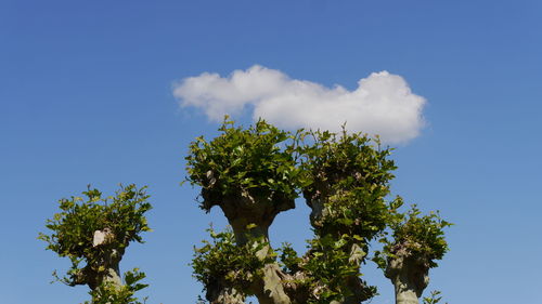 Low angle view of white clouds and trees against blue sky