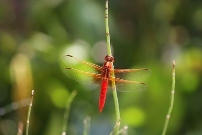 Close-up of dragonfly on plant