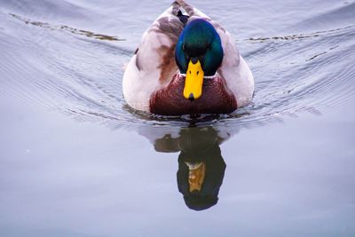 Reflection of a mallard duck on a lake 