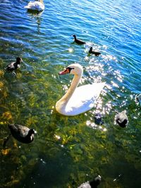 Swans swimming on lake