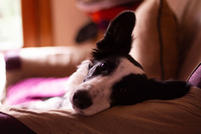 Portrait of dog resting on bed at home