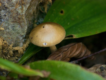 Close-up of mushroom