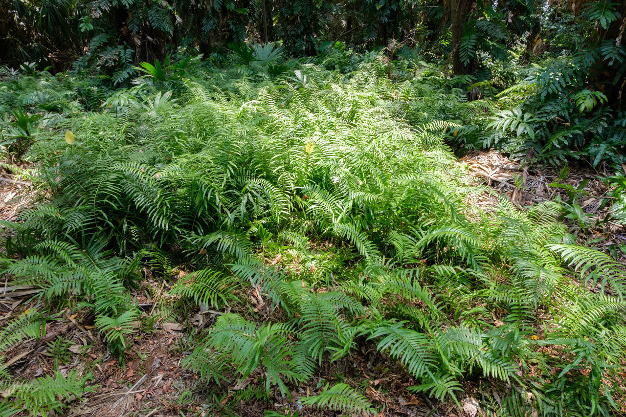 HIGH ANGLE VIEW OF FERN GROWING ON FIELD