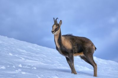 Deer standing on snow covered land