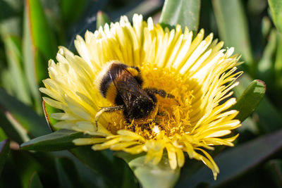 Close-up of bee on yellow flower