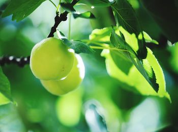 Close-up of fruits growing on tree