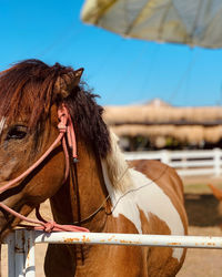 Low angle view of horse against sky