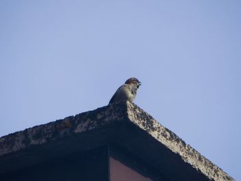 Low angle view of bird on roof against clear sky