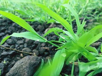 Close-up of fresh green plant in field