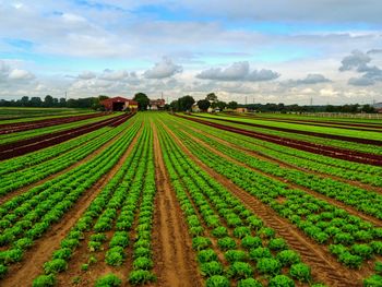 Scenic view of agricultural field against sky