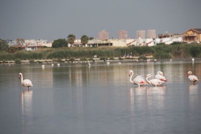 View of seagulls on lake