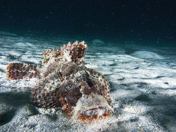 High angle view of scorpionfish swimming in sea