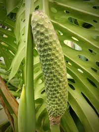 Close-up of fresh green plant