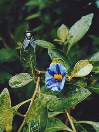 Close-up of butterfly on purple flowering plant