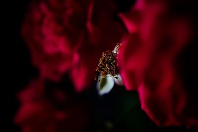 Close-up of bee on red flower