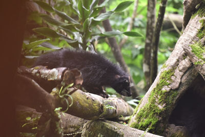 View of binturong on tree in forest