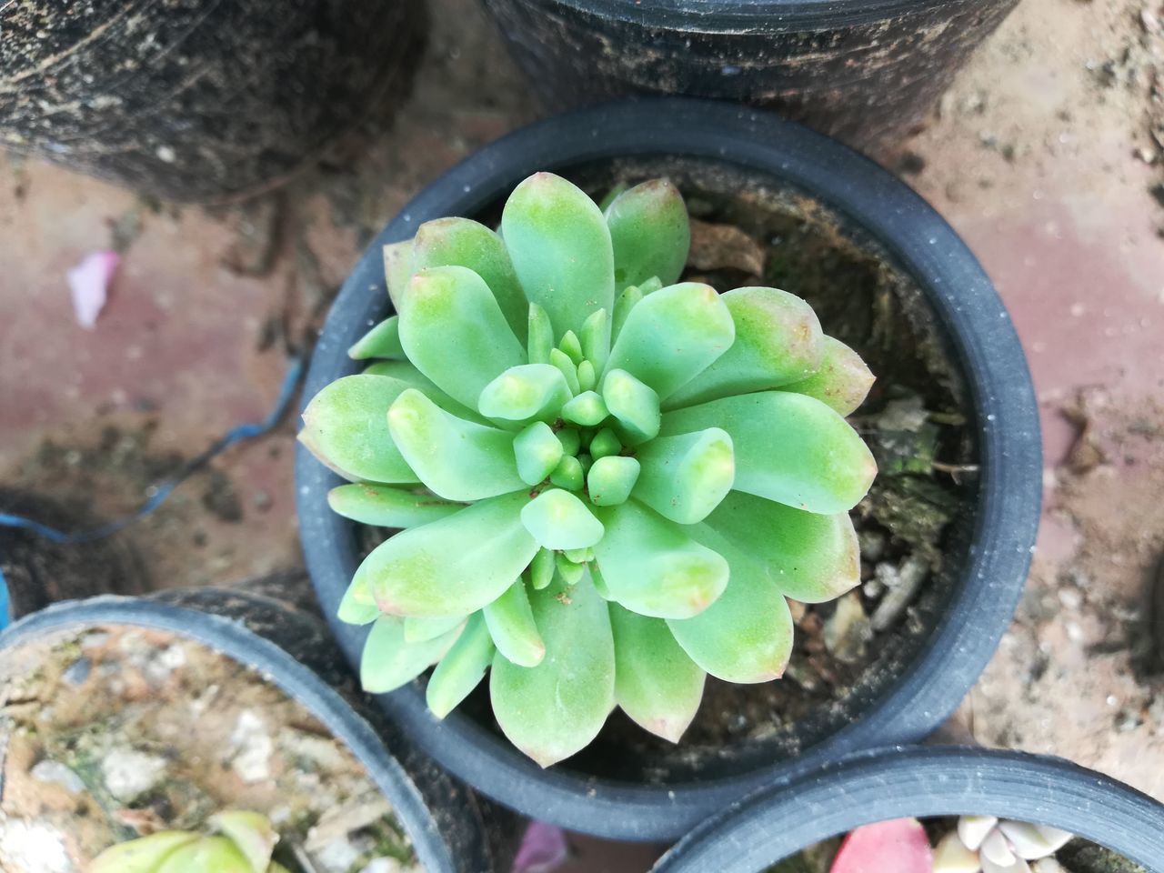 HIGH ANGLE VIEW OF SUCCULENT PLANTS IN POT