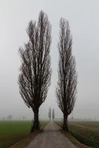 Road amidst trees on field against sky