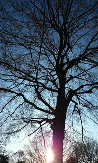 Low angle view of bare tree against sky