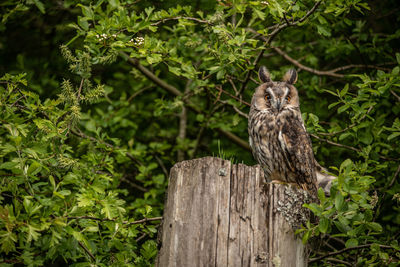 View of bird on wooden post