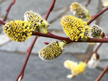 Close-up of yellow flowering plant