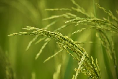 Close-up of crops growing on field