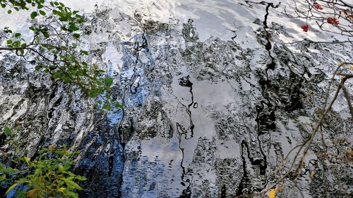 Reflection of trees in water